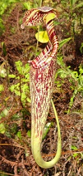 Raffles' Pitcher Plant (Nepenthes rafflesiana) photo